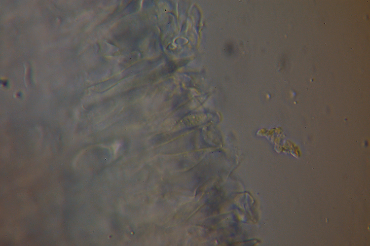 Stereum? (Stereum gausapatum)